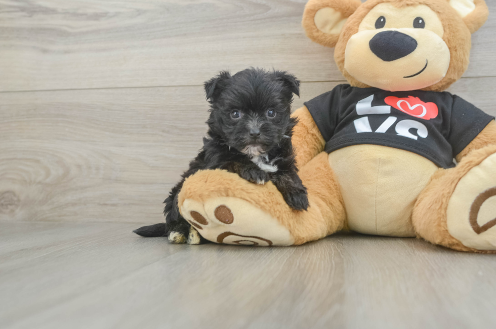 5 week old Morkie Puppy For Sale - Florida Fur Babies