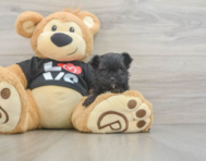 11 week old Morkie Puppy For Sale - Florida Fur Babies