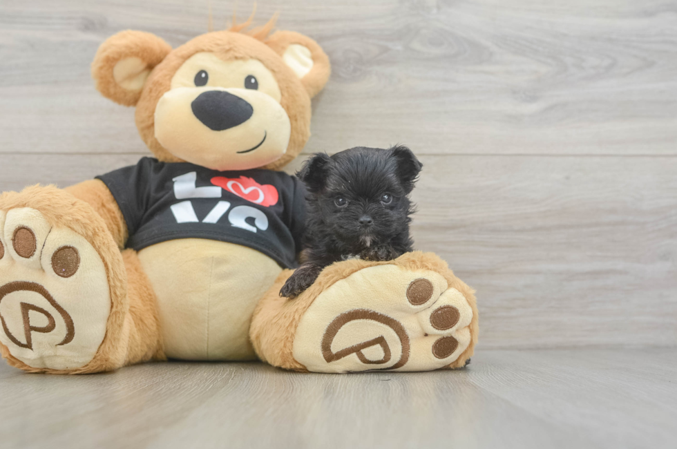 11 week old Morkie Puppy For Sale - Florida Fur Babies
