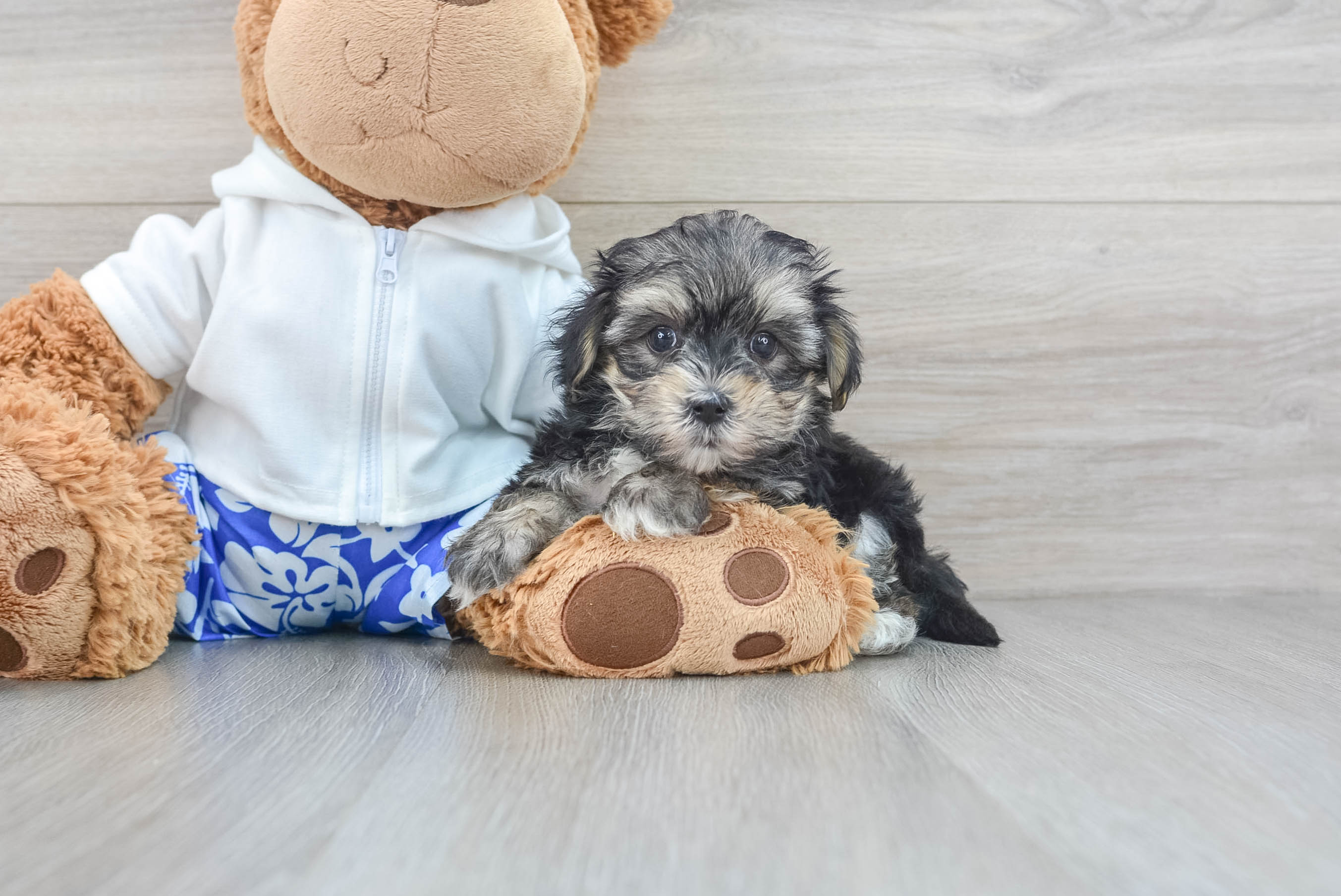 Baby morkie clearance