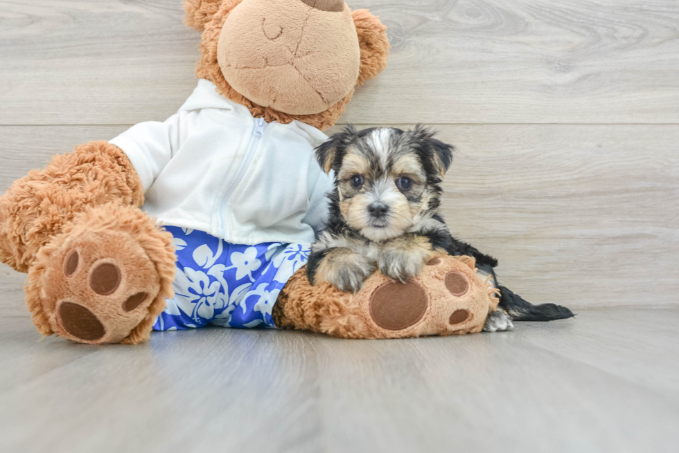 Morkie Pup Being Cute