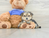 6 week old Morkie Puppy For Sale - Florida Fur Babies