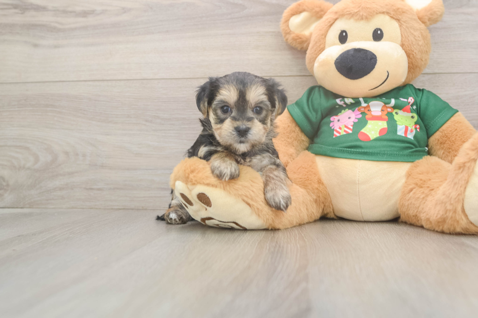 Friendly Morkie Baby