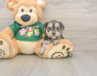 6 week old Morkie Puppy For Sale - Florida Fur Babies