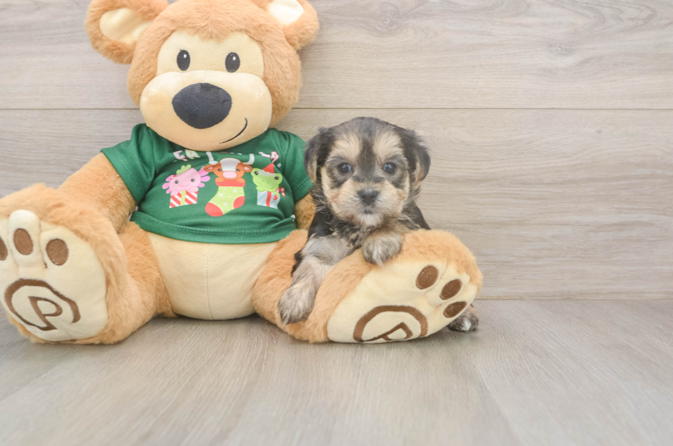 5 week old Morkie Puppy For Sale - Florida Fur Babies