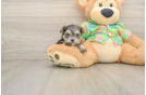 Best Morkie Baby