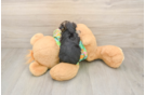 Cute Morkie Baby