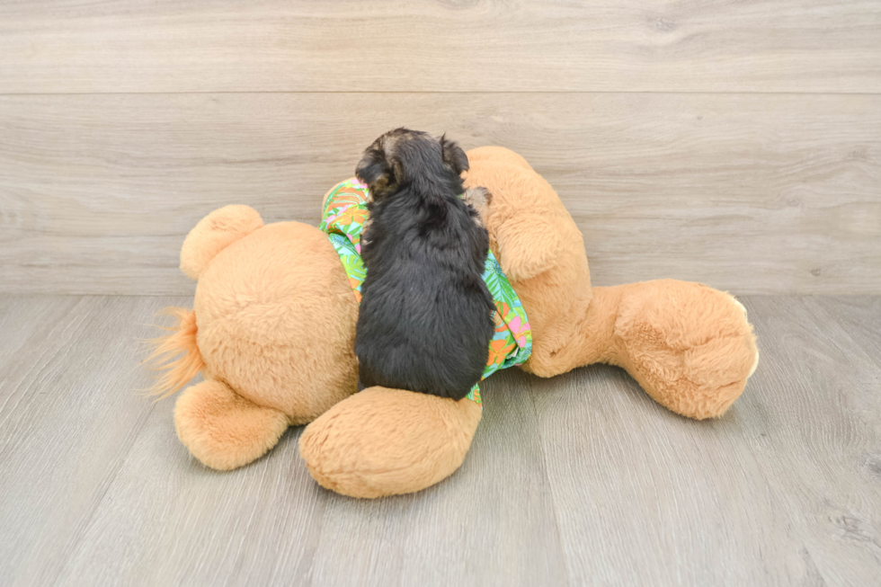 Cute Morkie Baby