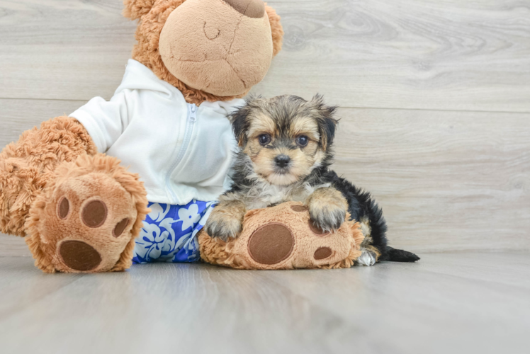 Morkie Pup Being Cute