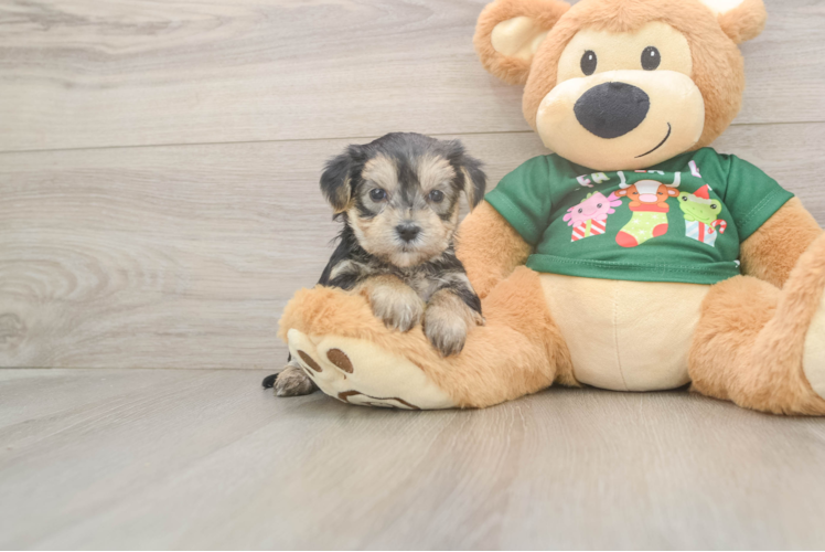 Fluffy Morkie Designer Pup