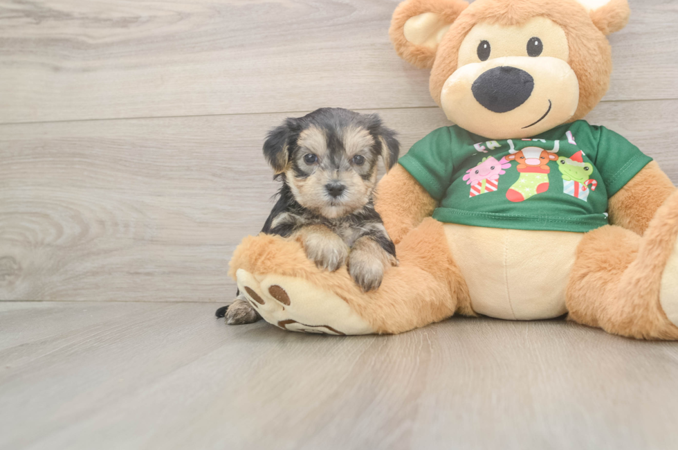 5 week old Morkie Puppy For Sale - Florida Fur Babies