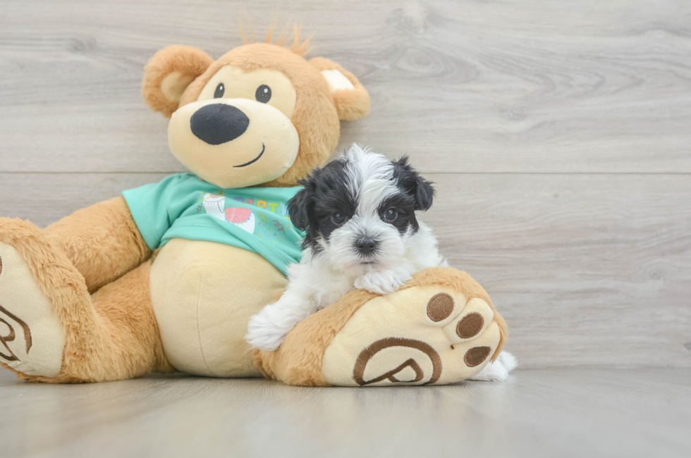 5 week old Morkie Puppy For Sale - Florida Fur Babies