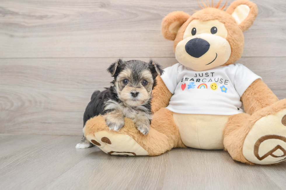 Best Morkie Baby