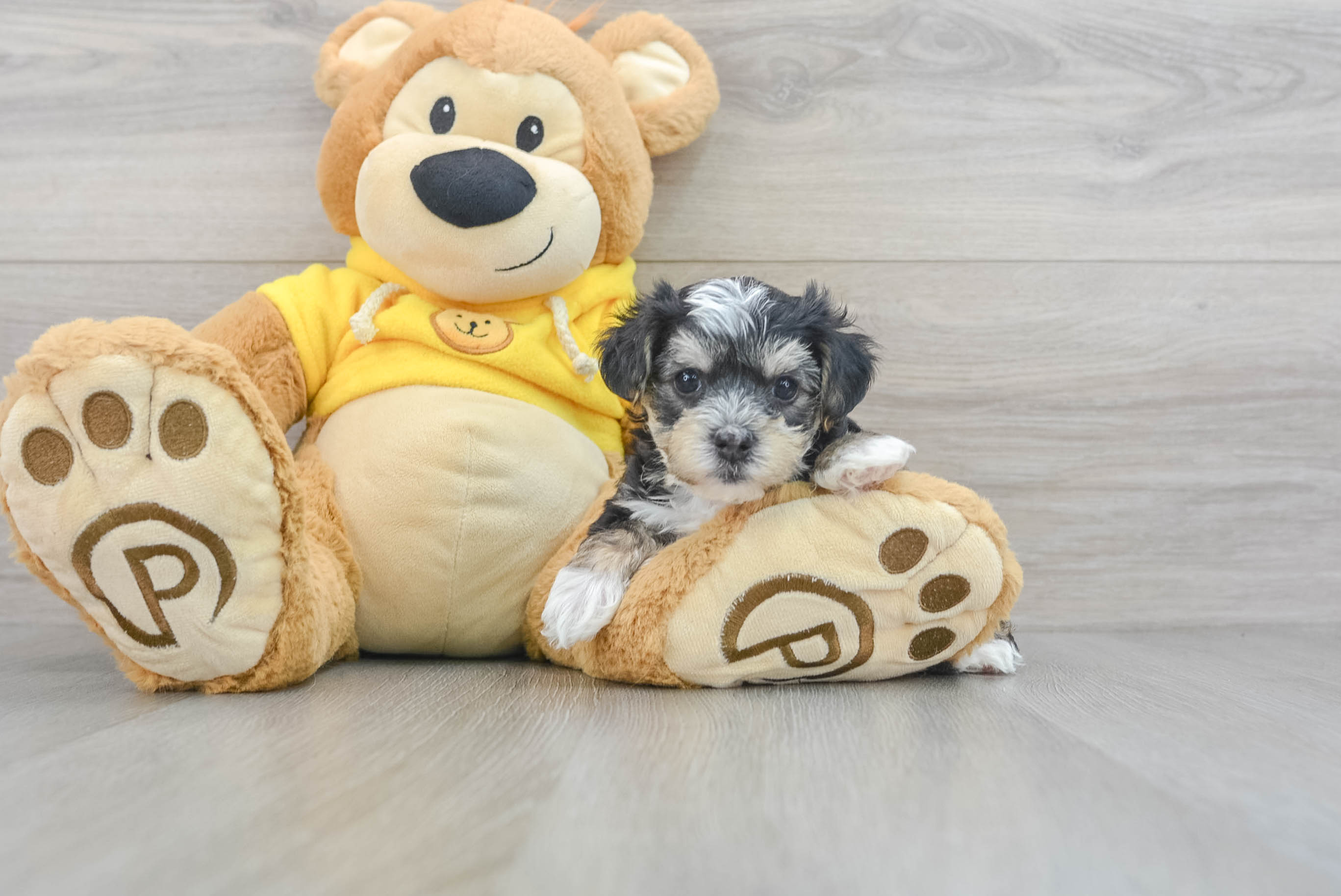 Toy morkie 2024 puppies for sale