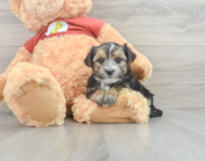 9 week old Morkie Puppy For Sale - Florida Fur Babies