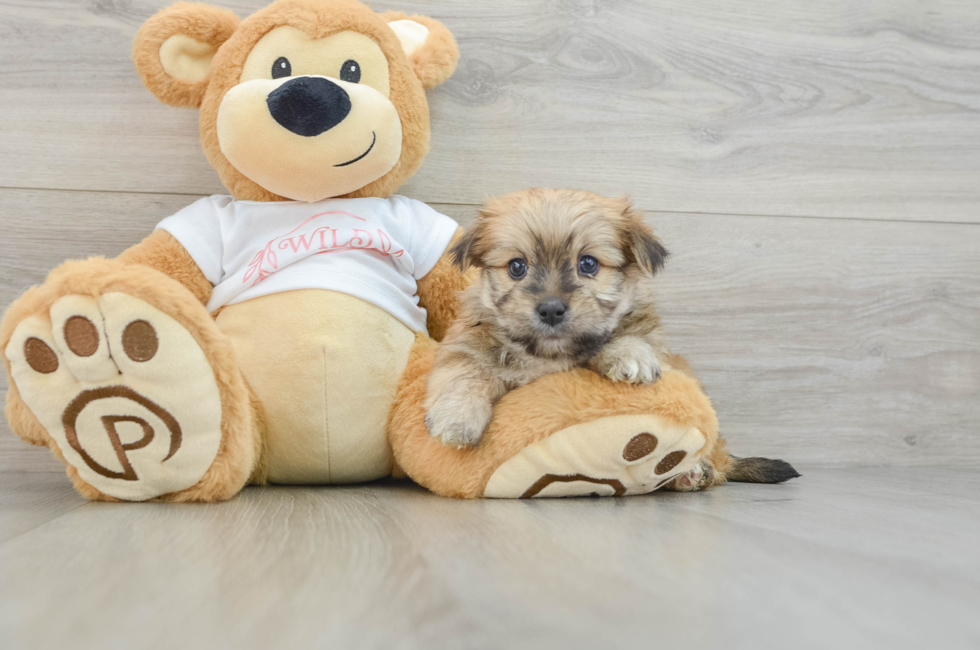 7 week old Morkie Puppy For Sale - Florida Fur Babies