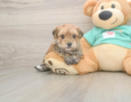 7 week old Morkie Puppy For Sale - Florida Fur Babies