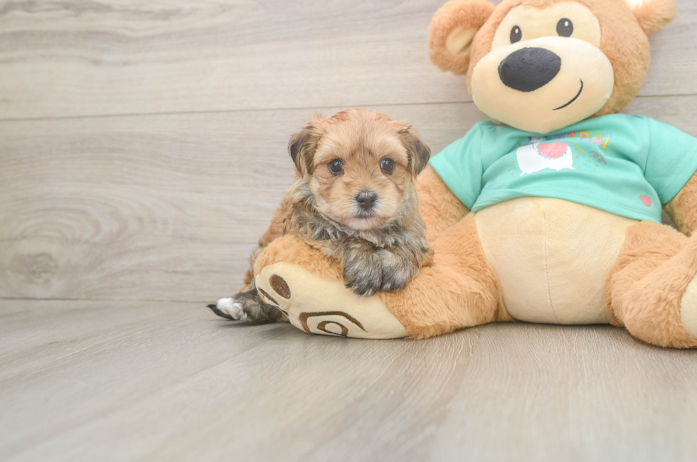 5 week old Morkie Puppy For Sale - Florida Fur Babies