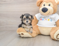 6 week old Morkie Puppy For Sale - Florida Fur Babies
