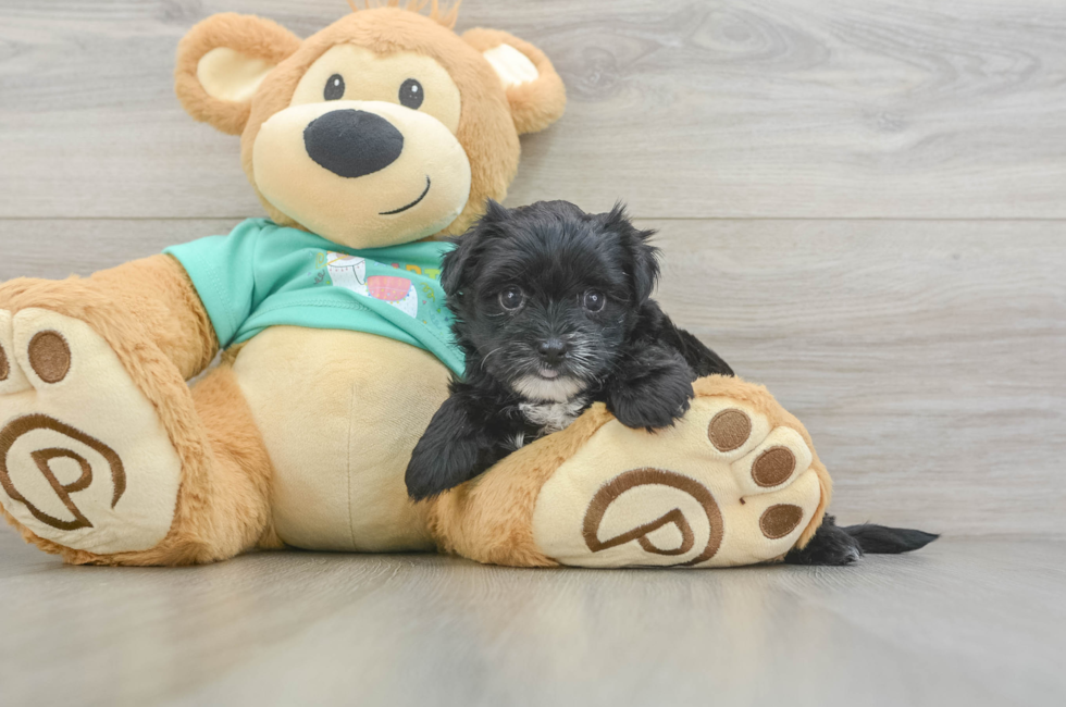 5 week old Morkie Puppy For Sale - Florida Fur Babies