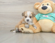 6 week old Morkie Puppy For Sale - Florida Fur Babies