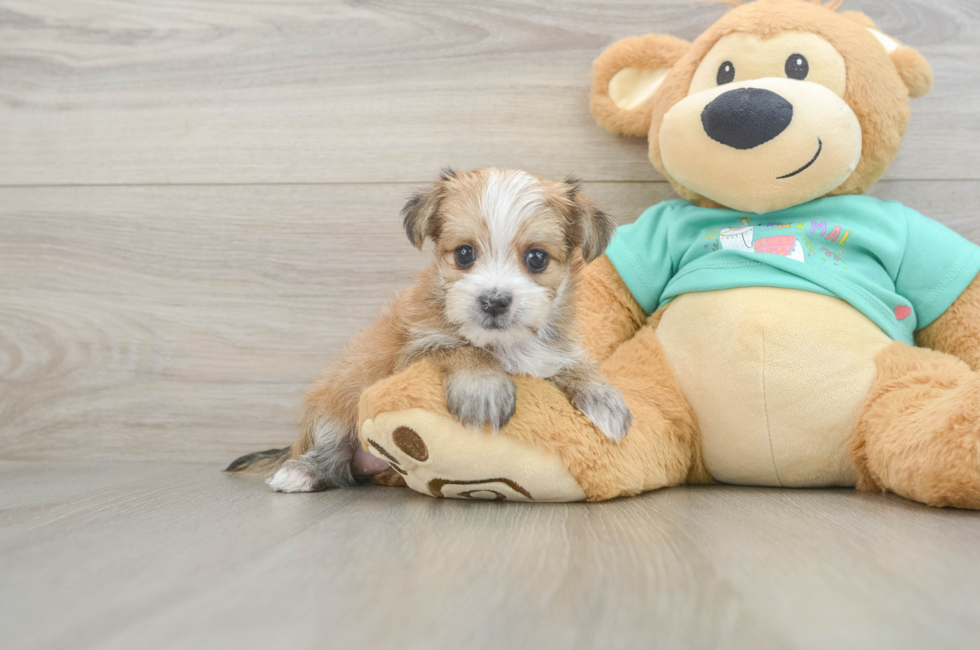 6 week old Morkie Puppy For Sale - Florida Fur Babies