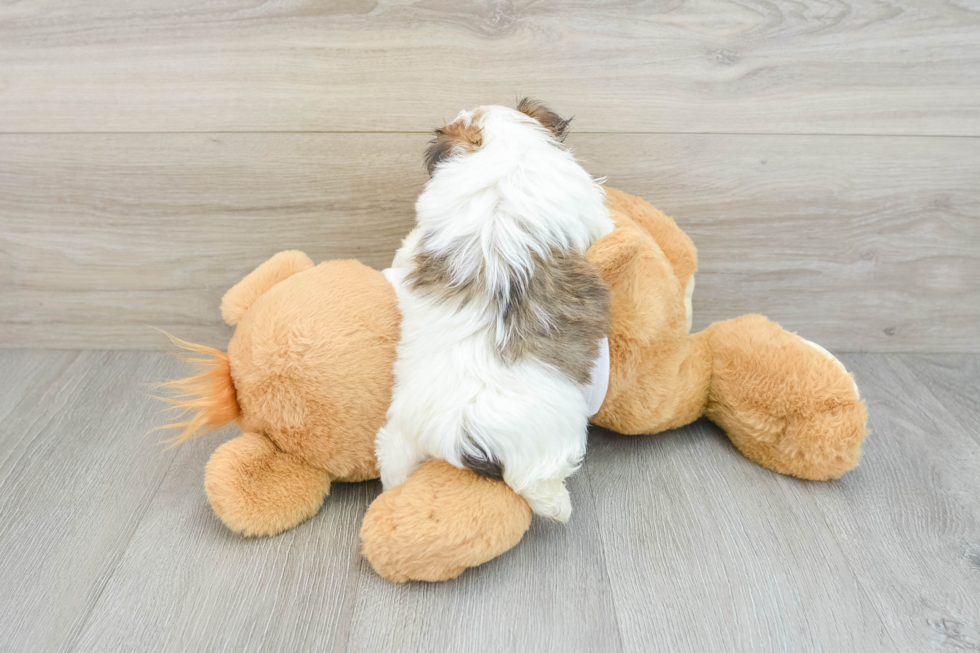 Morkie Pup Being Cute