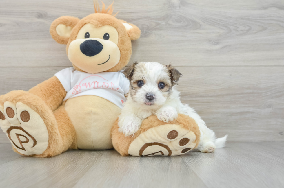 7 week old Morkie Puppy For Sale - Florida Fur Babies