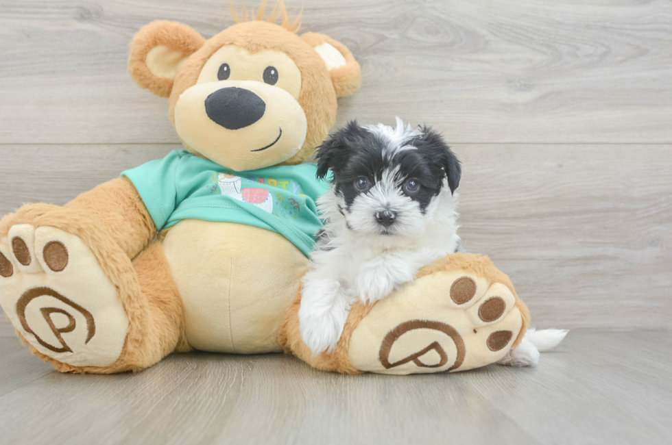 5 week old Morkie Puppy For Sale - Florida Fur Babies