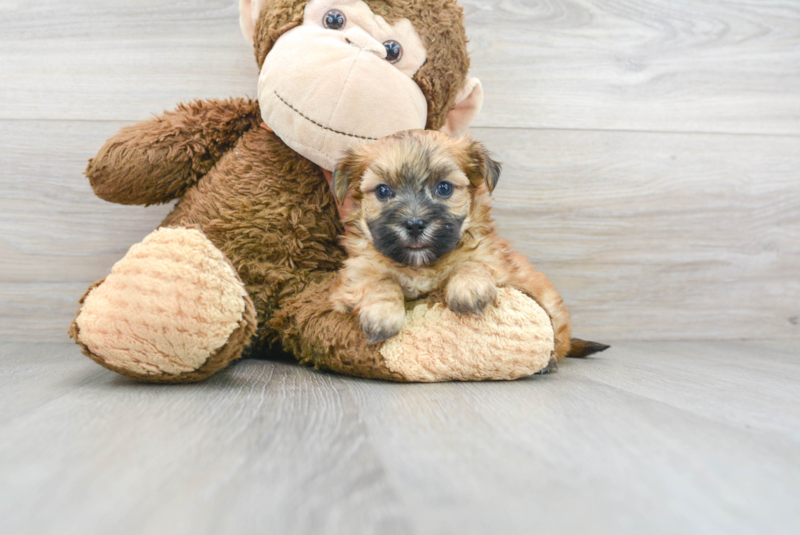 Meet Kygo - our Morkie Puppy Photo 2/3 - Florida Fur Babies