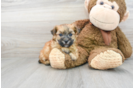 Meet Kygo - our Morkie Puppy Photo 1/3 - Florida Fur Babies