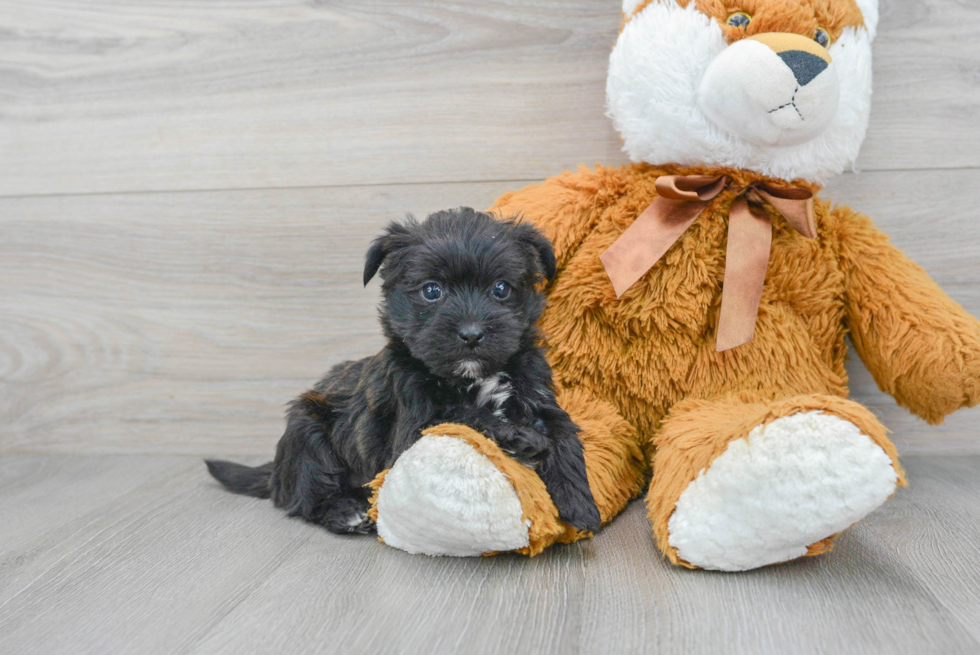 Morkie Pup Being Cute