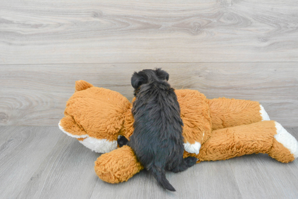 Petite Morkie Designer Pup