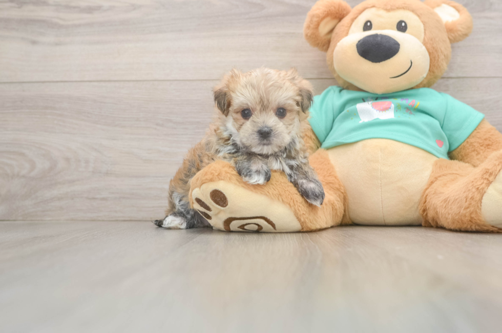 7 week old Morkie Puppy For Sale - Florida Fur Babies