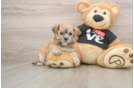 Morkie Pup Being Cute