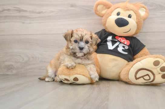 Morkie Pup Being Cute