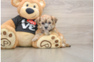 Petite Morkie Designer Pup