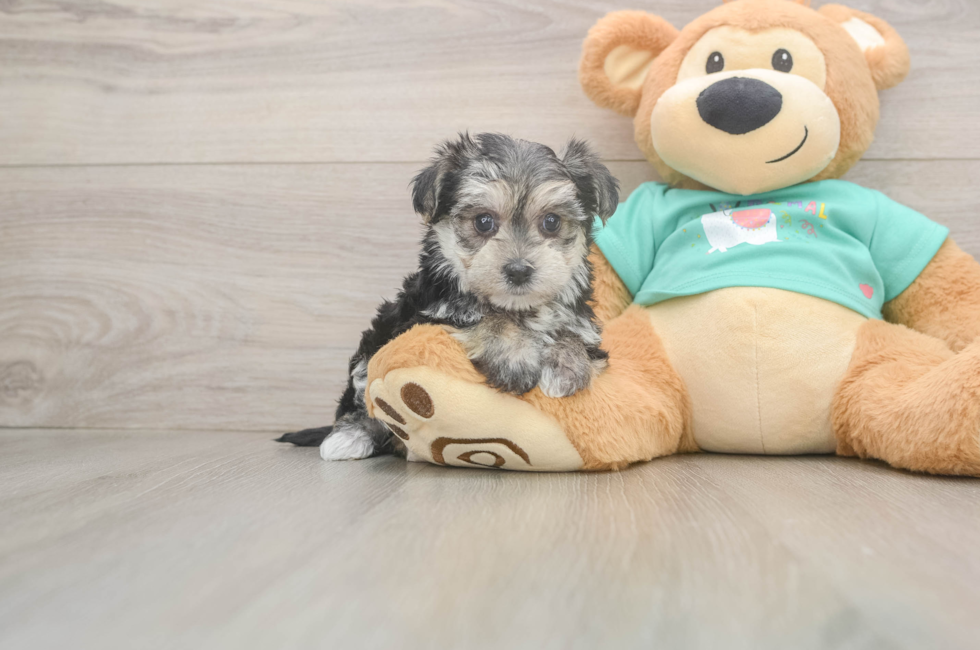 7 week old Morkie Puppy For Sale - Florida Fur Babies