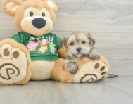 6 week old Morkie Puppy For Sale - Florida Fur Babies