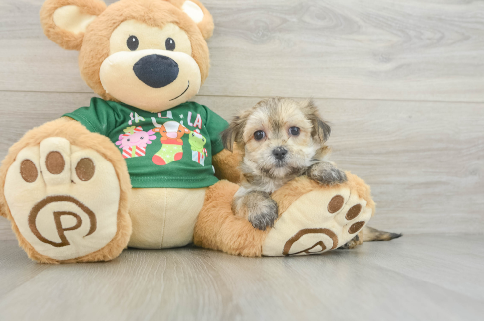 6 week old Morkie Puppy For Sale - Florida Fur Babies