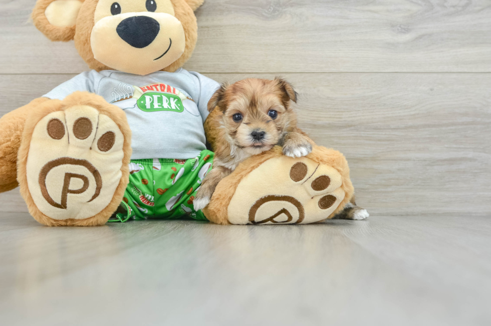 5 week old Morkie Puppy For Sale - Florida Fur Babies