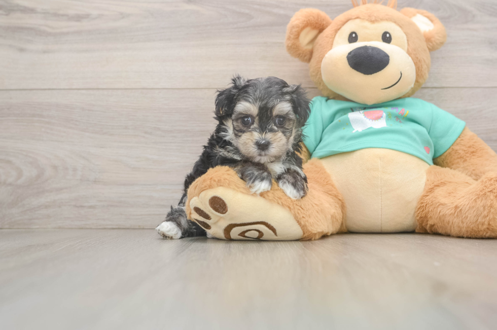 7 week old Morkie Puppy For Sale - Florida Fur Babies