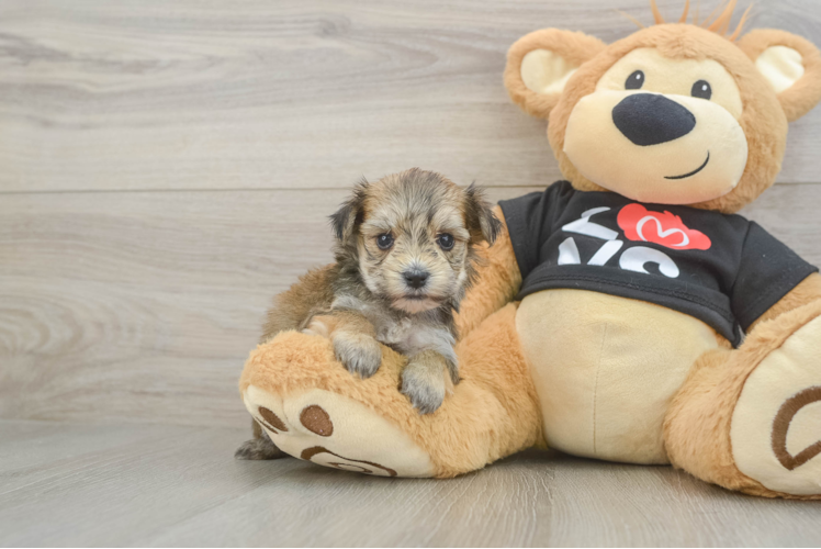 Little Yorkiemalt Designer Puppy