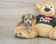 6 week old Morkie Puppy For Sale - Florida Fur Babies