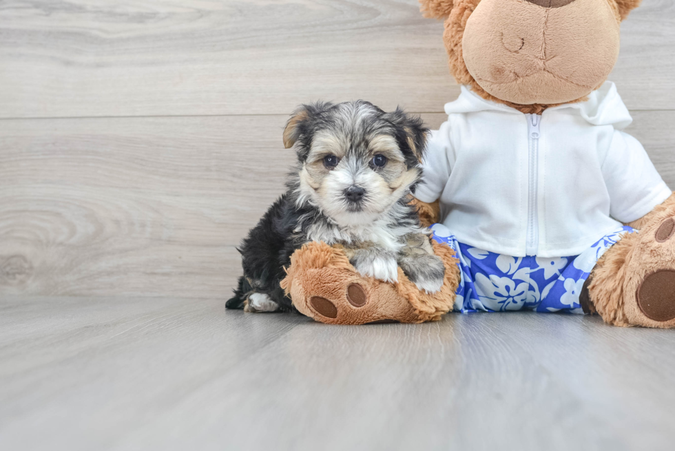 Hypoallergenic Yorkie Designer Puppy