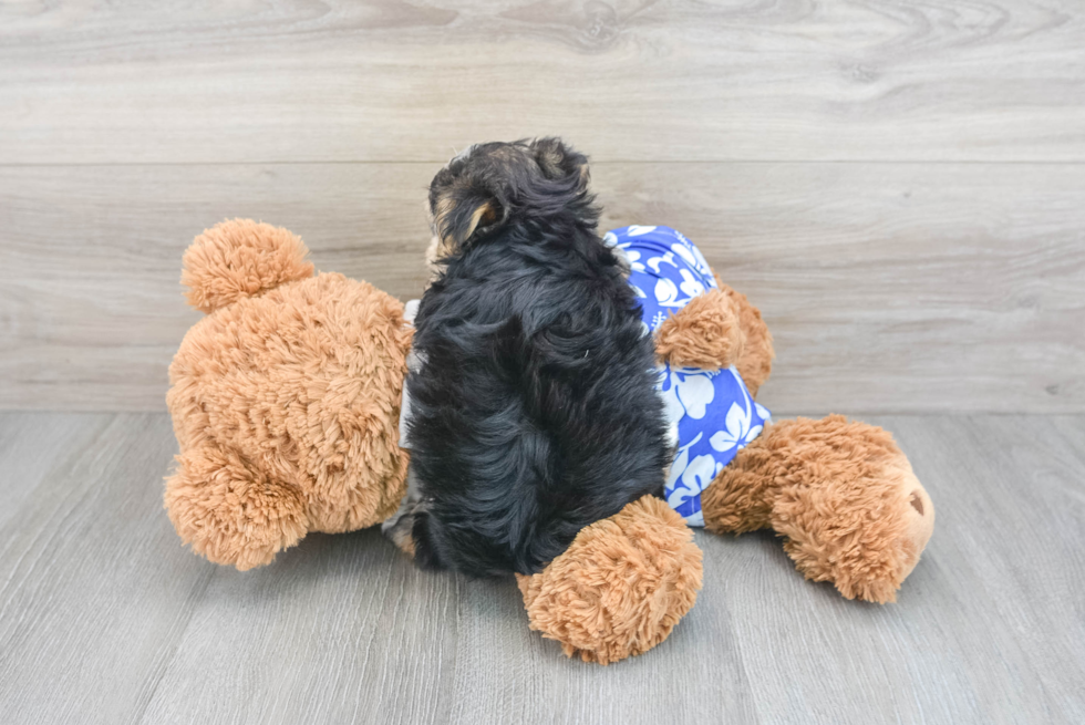 Playful Yorkie Designer Puppy