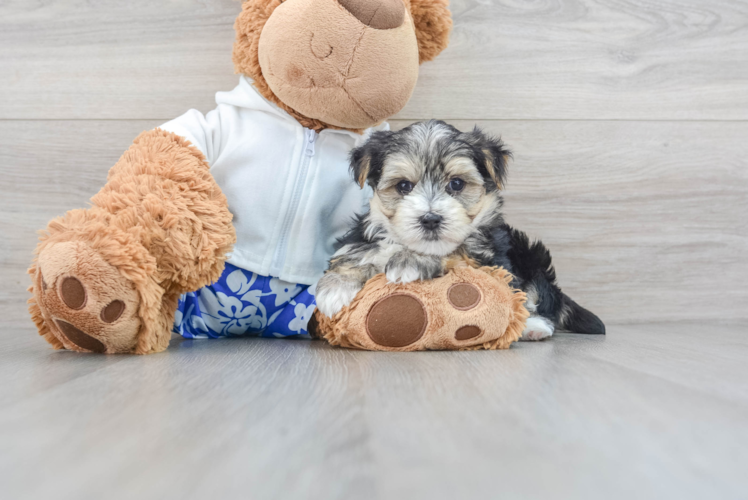Cute Morkie Baby