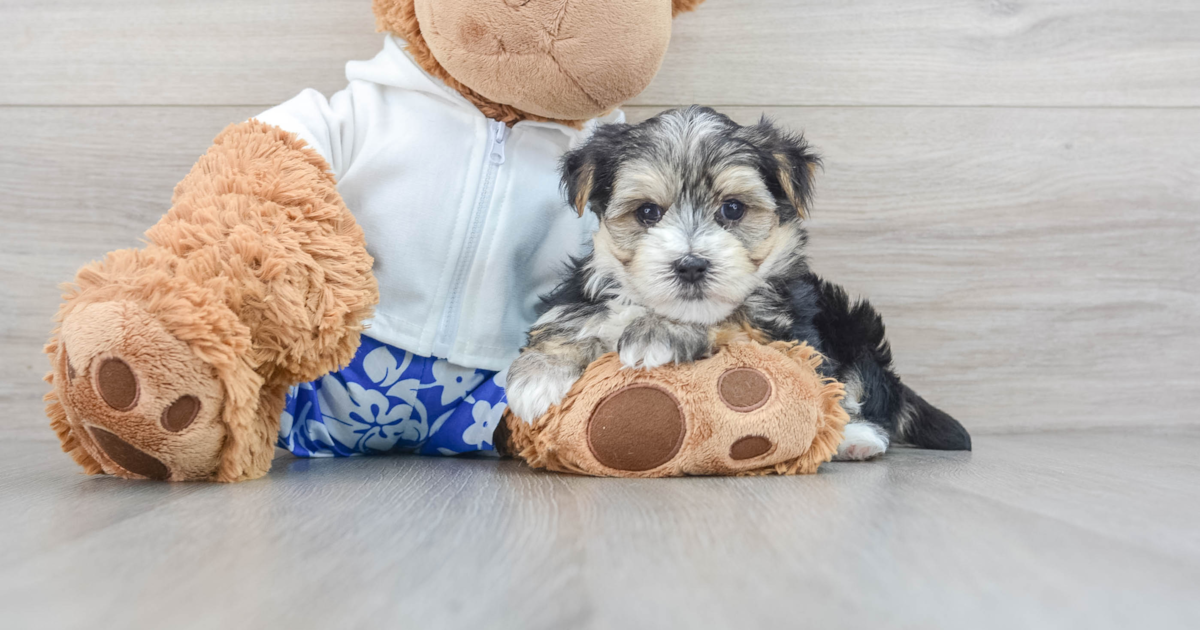 morkie teddy bear dog