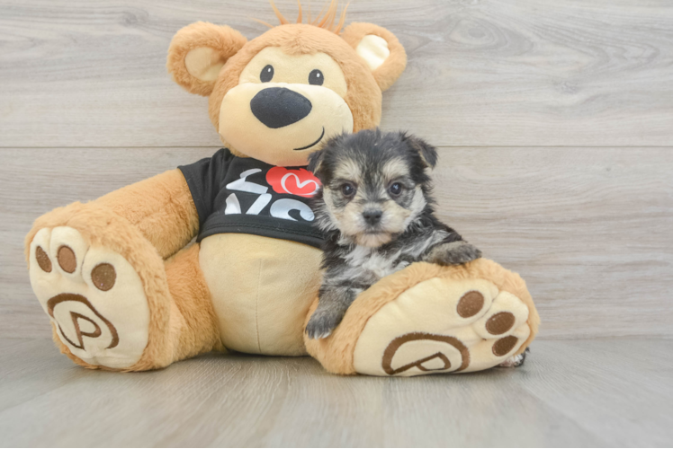 Smart Morkie Designer Pup