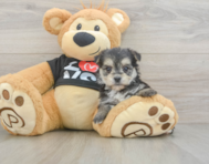 6 week old Morkie Puppy For Sale - Florida Fur Babies